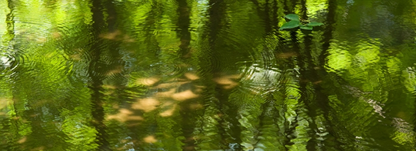 水辺の風景